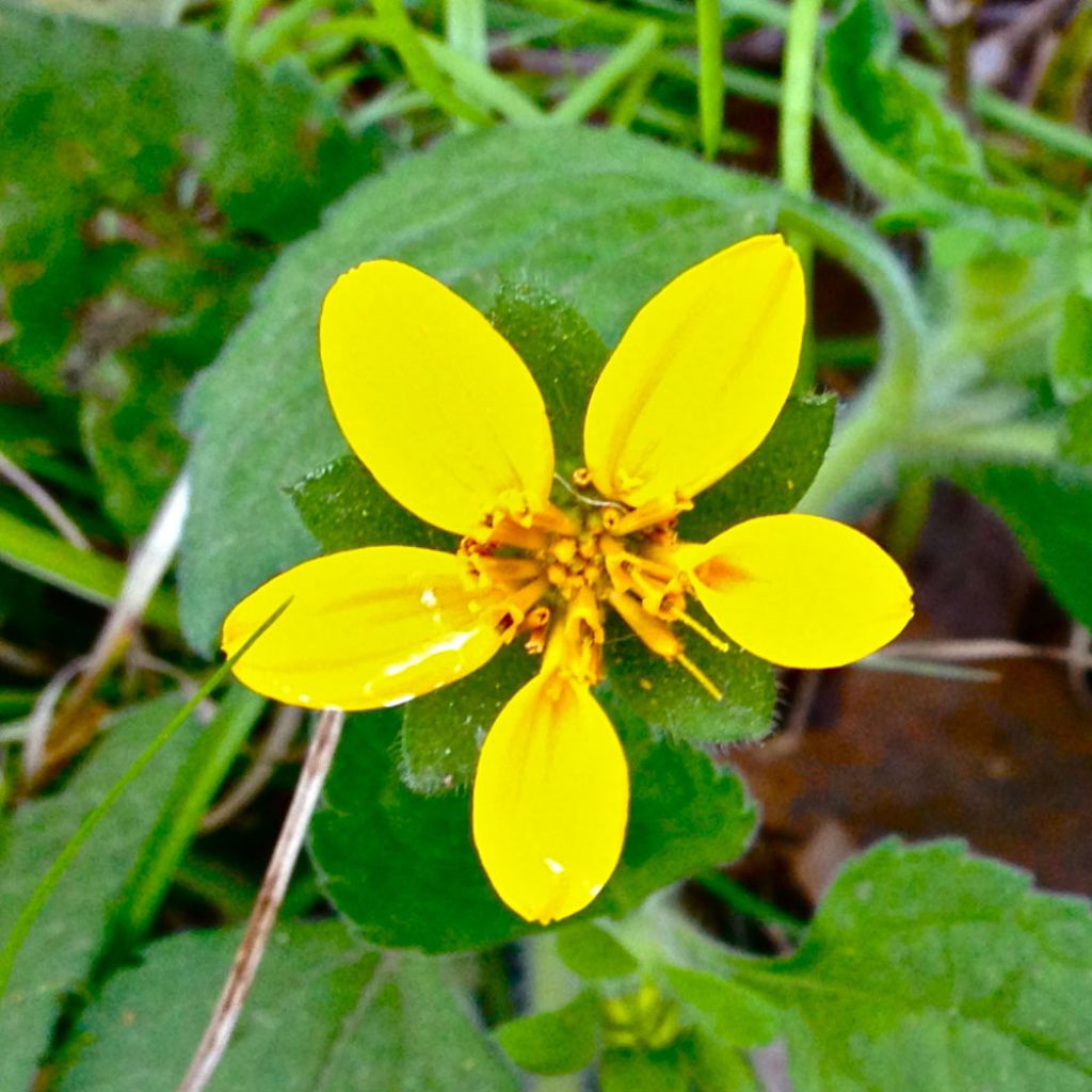 Chrysogonum virginianum - Genou doré