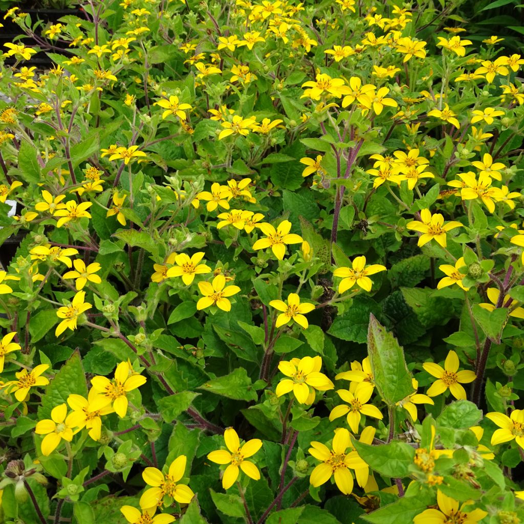 Chrysogonum virginianum - Genou doré