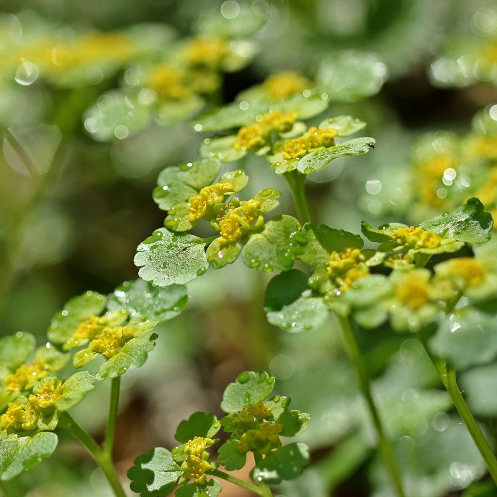 Chrysosplenium alternifolium