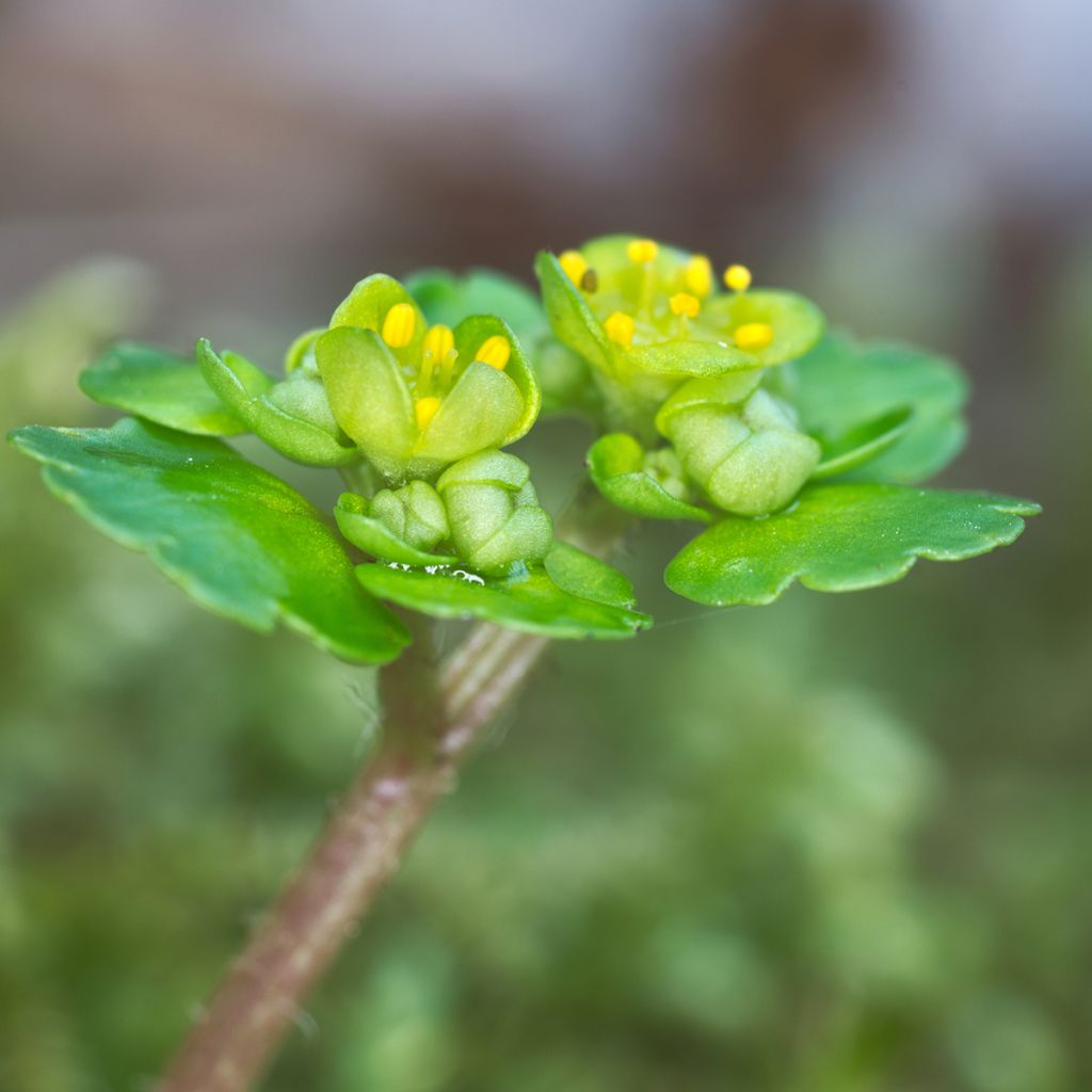 Chrysosplenium alternifolium