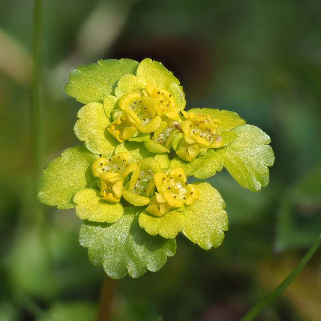 Chrysosplenium alternifolium