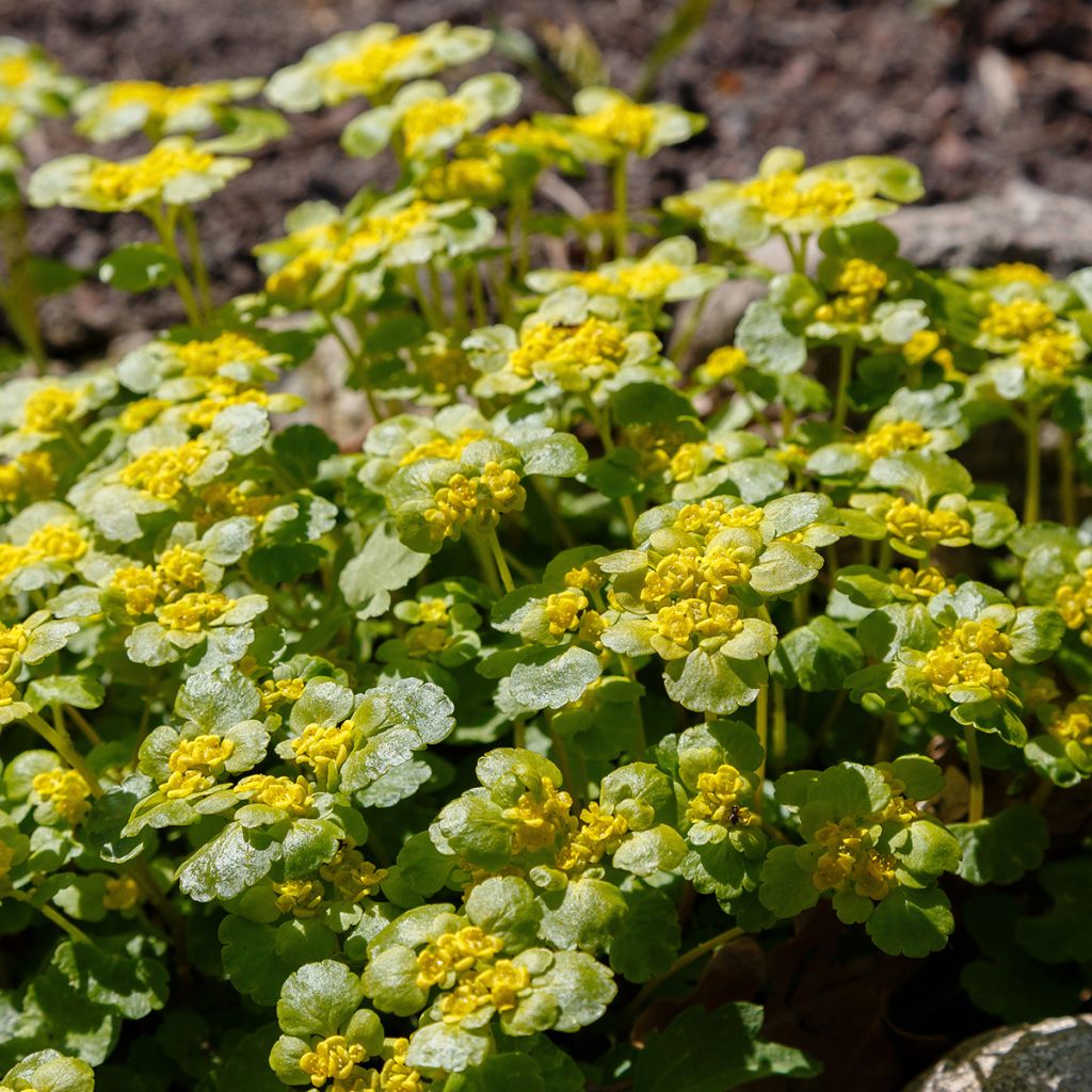 Chrysosplenium alternifolium