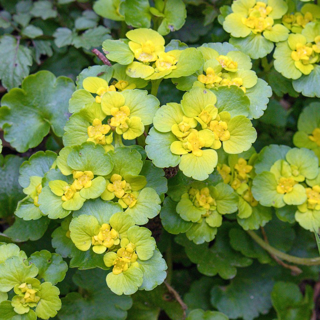 Chrysosplenium oppositifolium