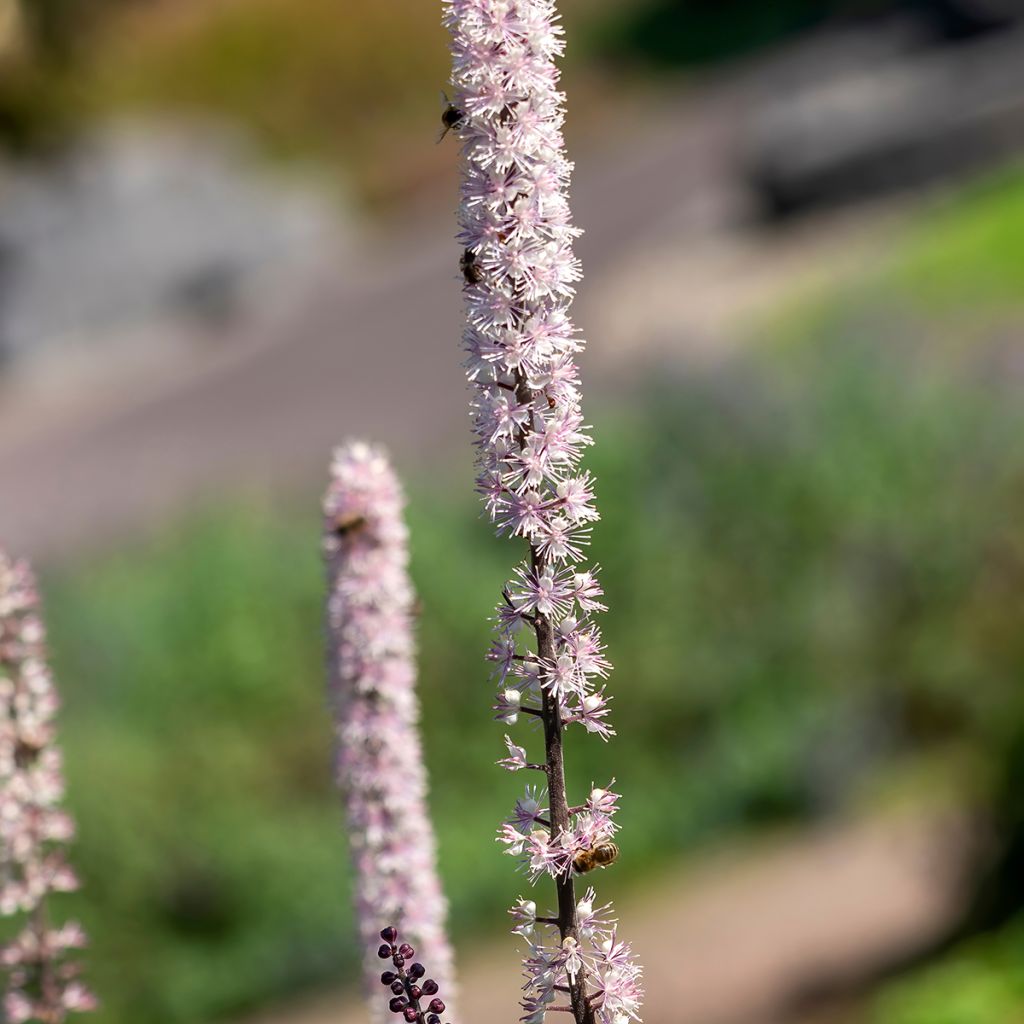 Actaea simplex Atropurpurea