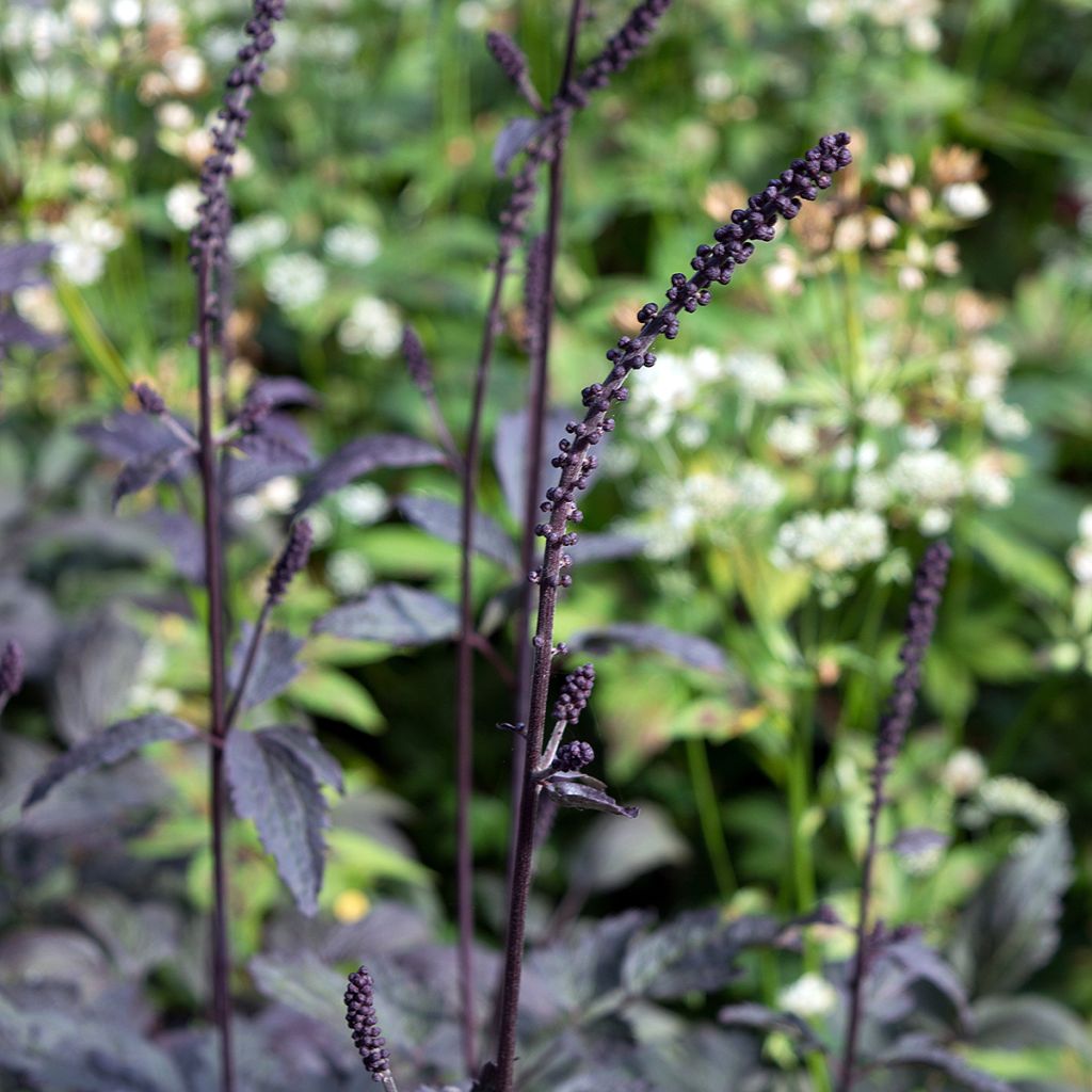 Actaea simplex Brunette