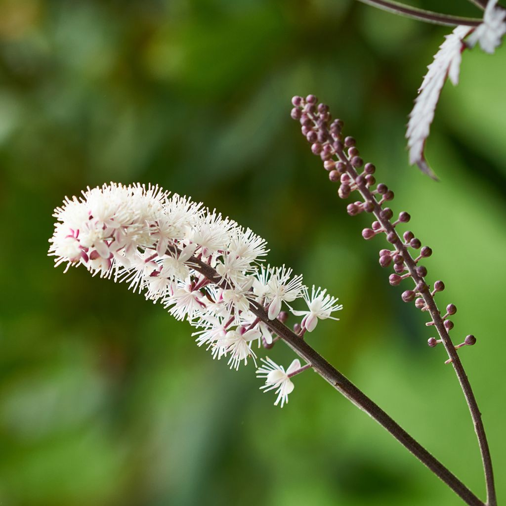 Actaea simplex Brunette