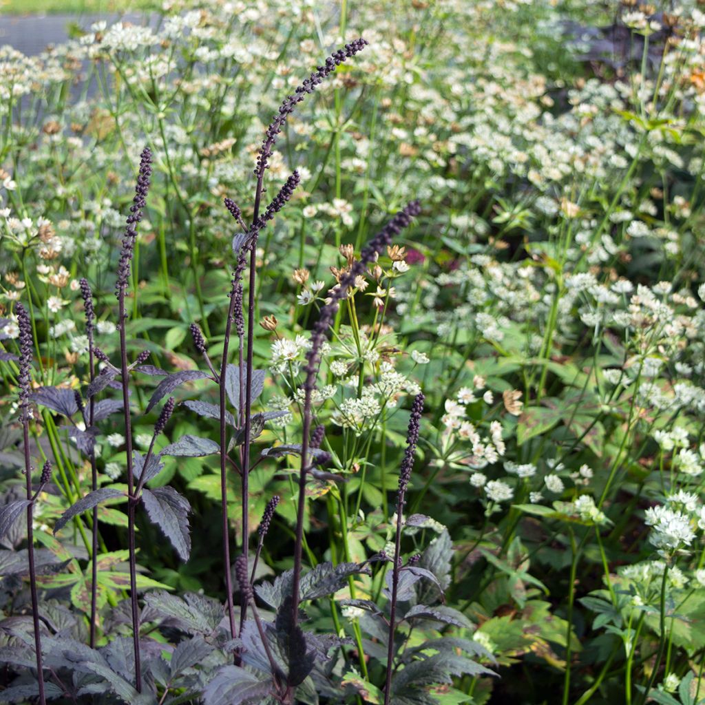 Actaea simplex Brunette