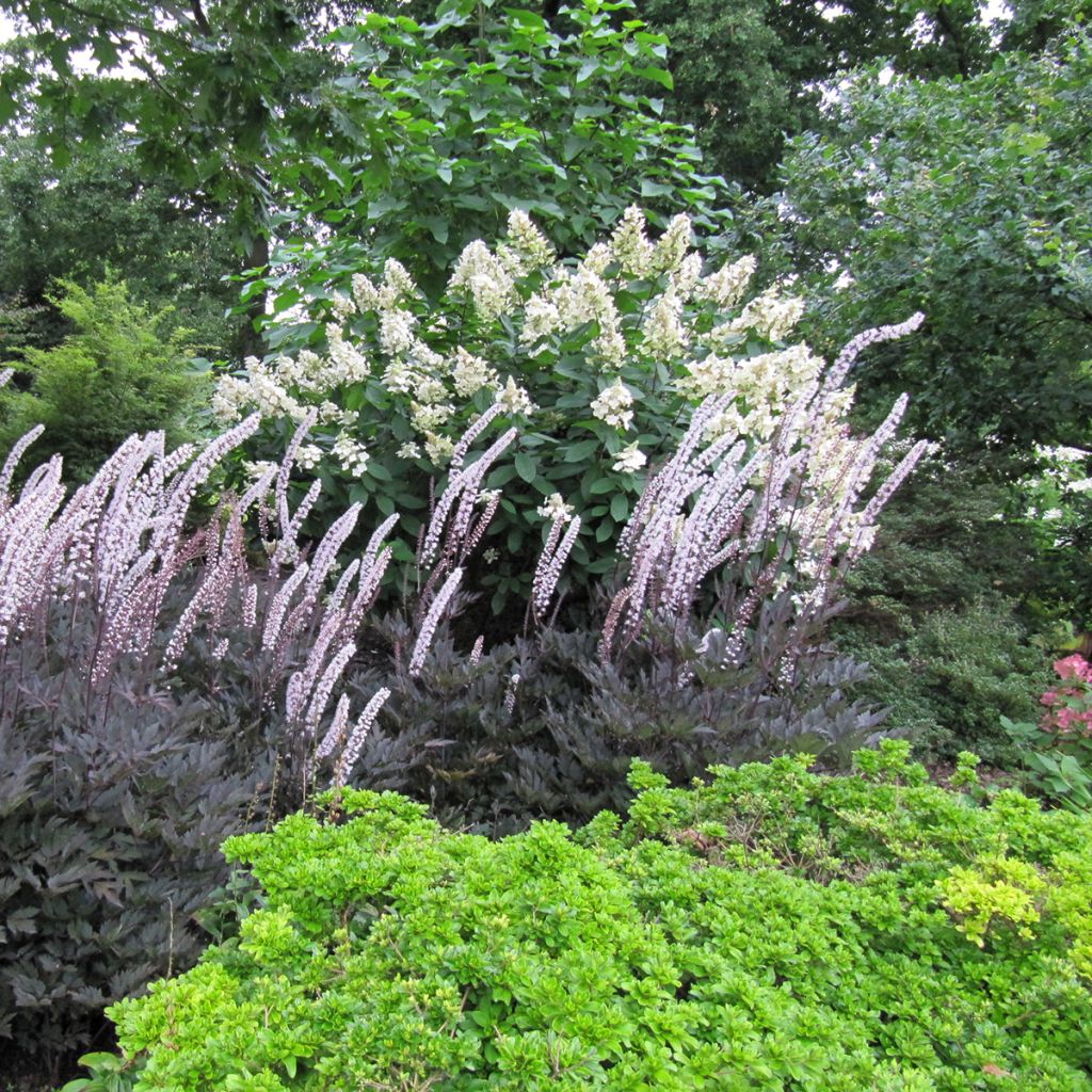 Actaea simplex Brunette