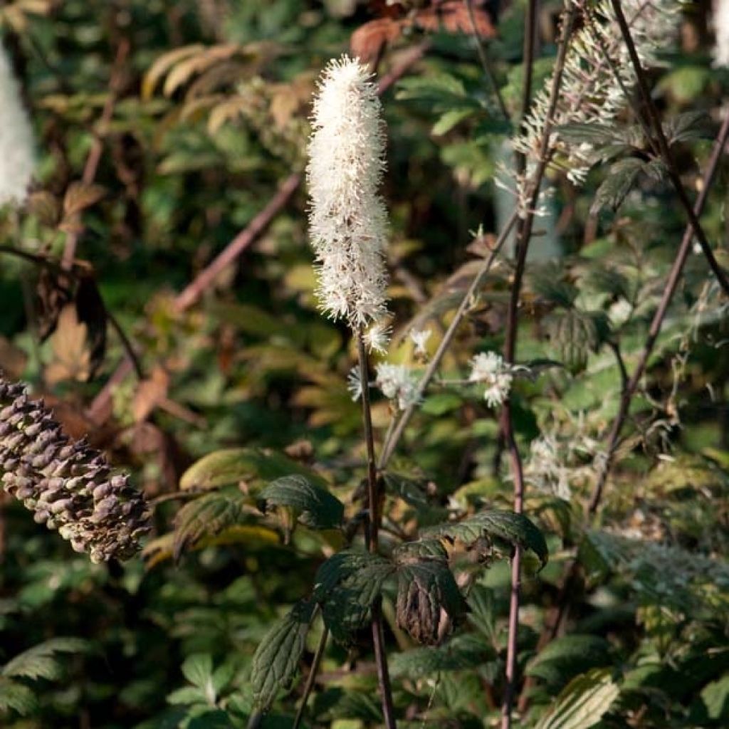 Cierge d'argent, Cimicifuga, Actaea simplex atropurpurea