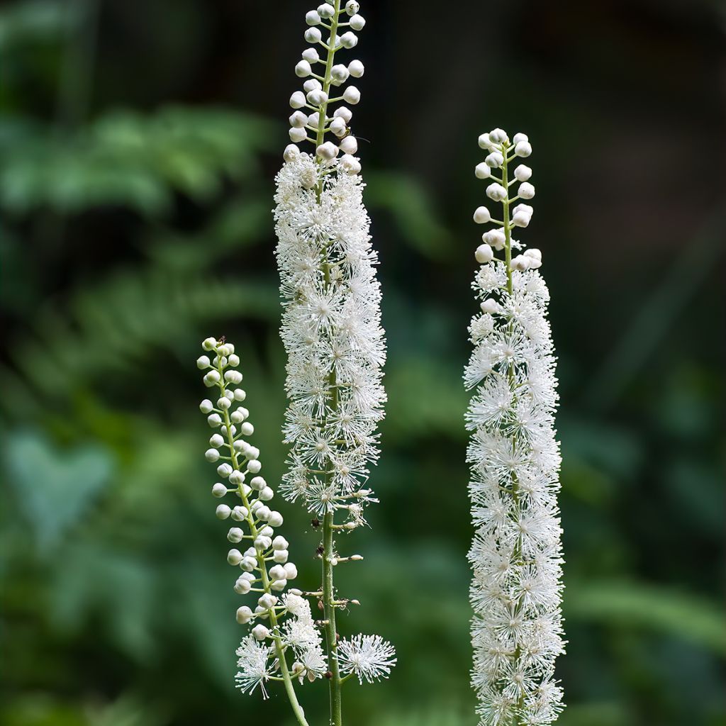 Actaea racemosa