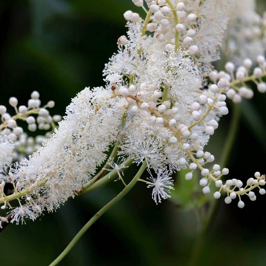 Actaea racemosa