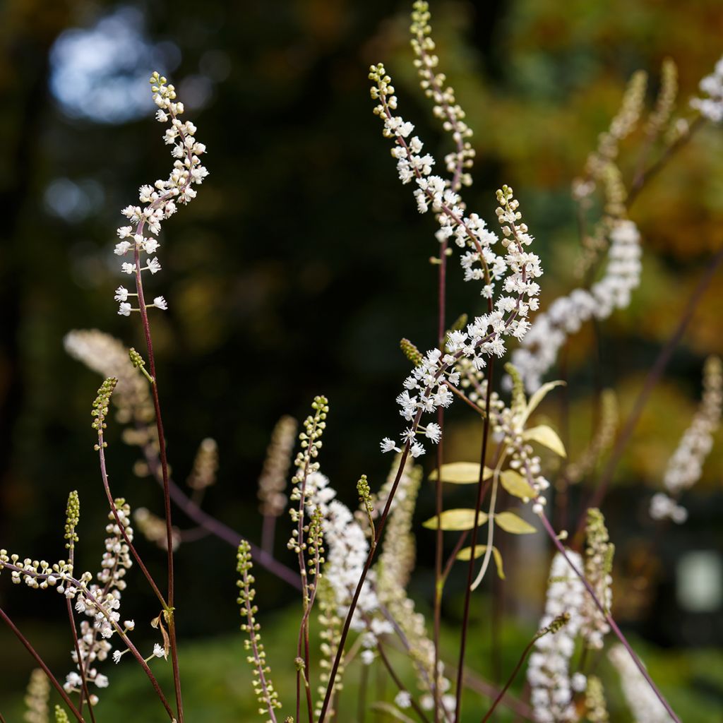 Actaea racemosa