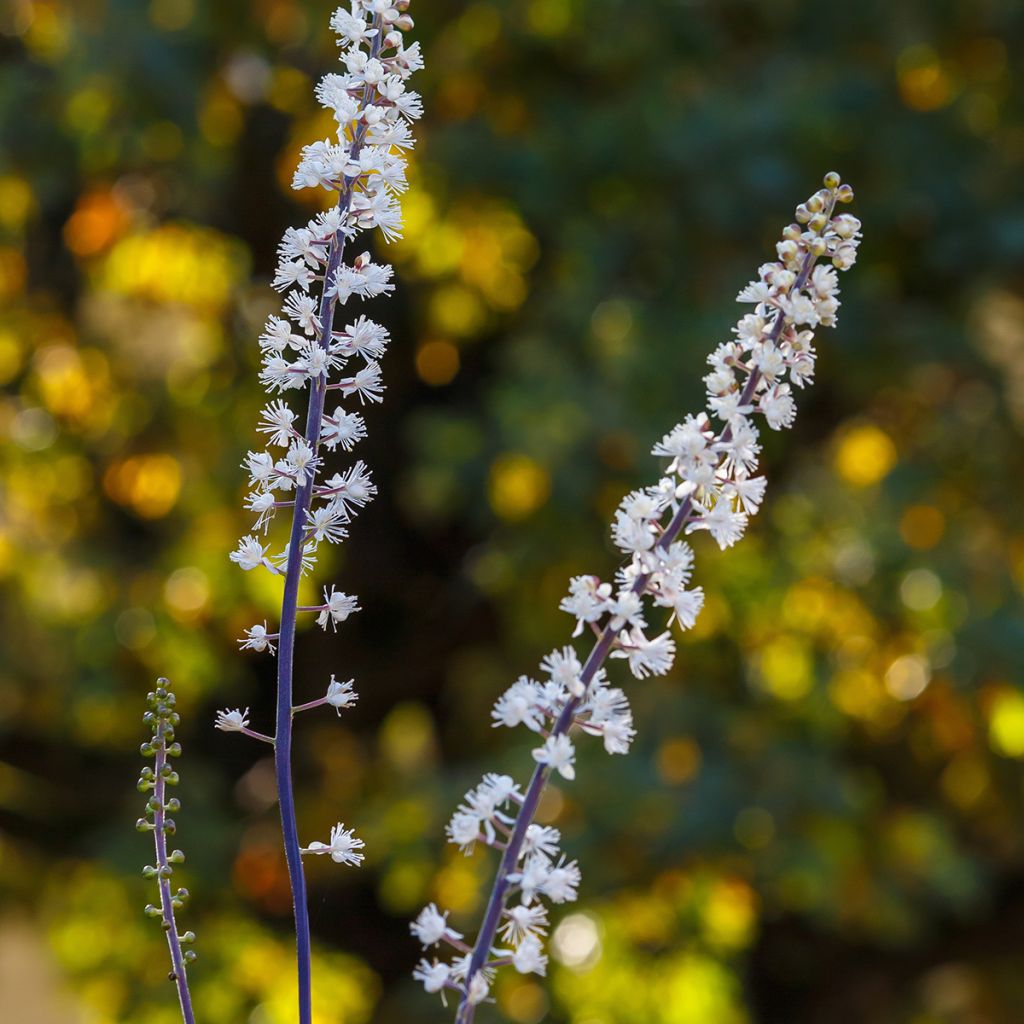 Actaea racemosa