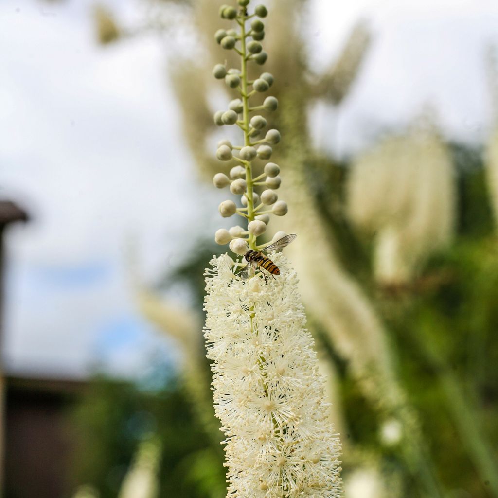 Actaea racemosa