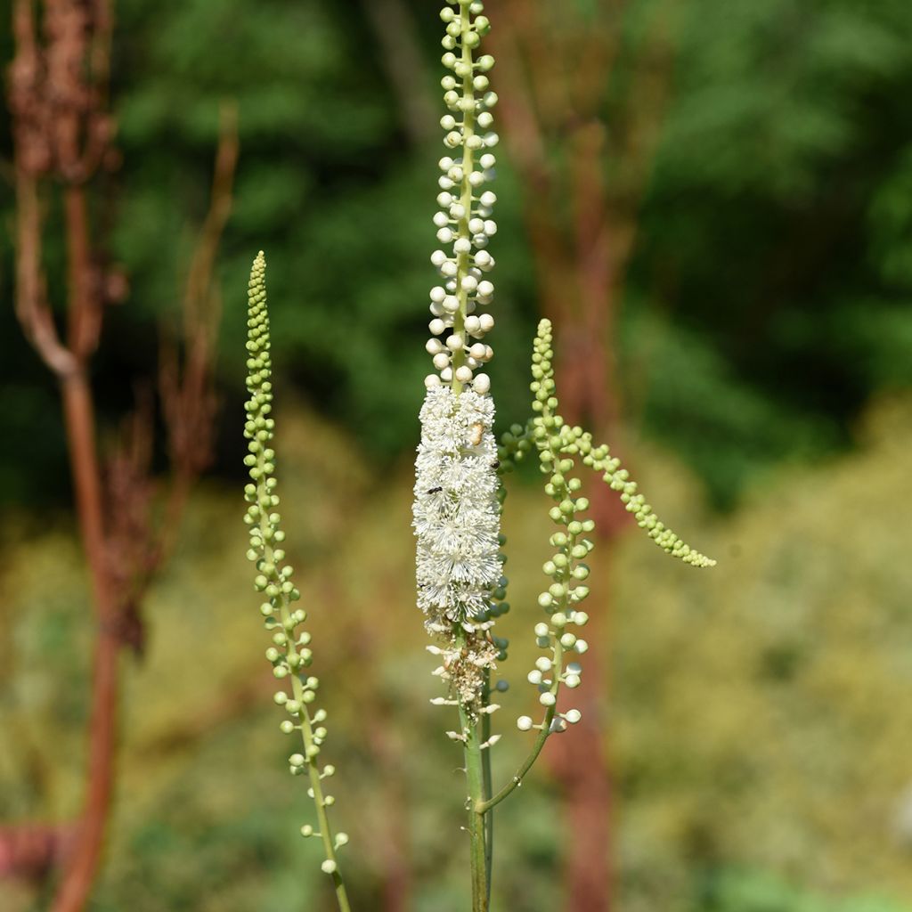 Actaea racemosa