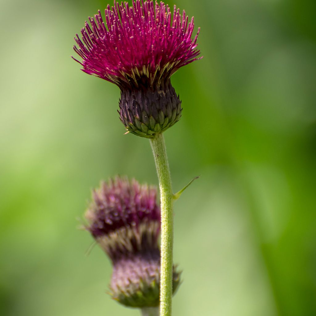 Cirsium rivulare Atropurpureum - Cardo