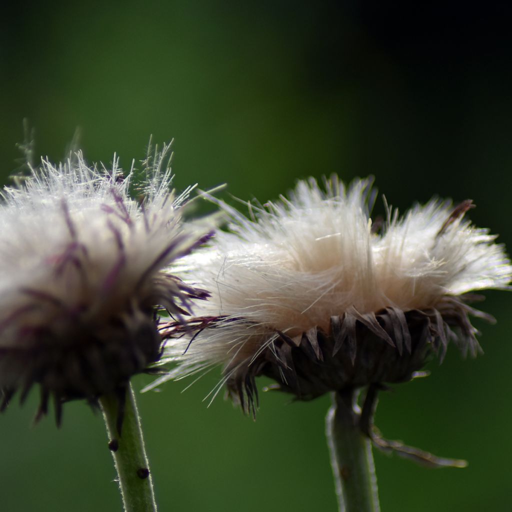 Cirsium rivulare Atropurpureum - Cardo