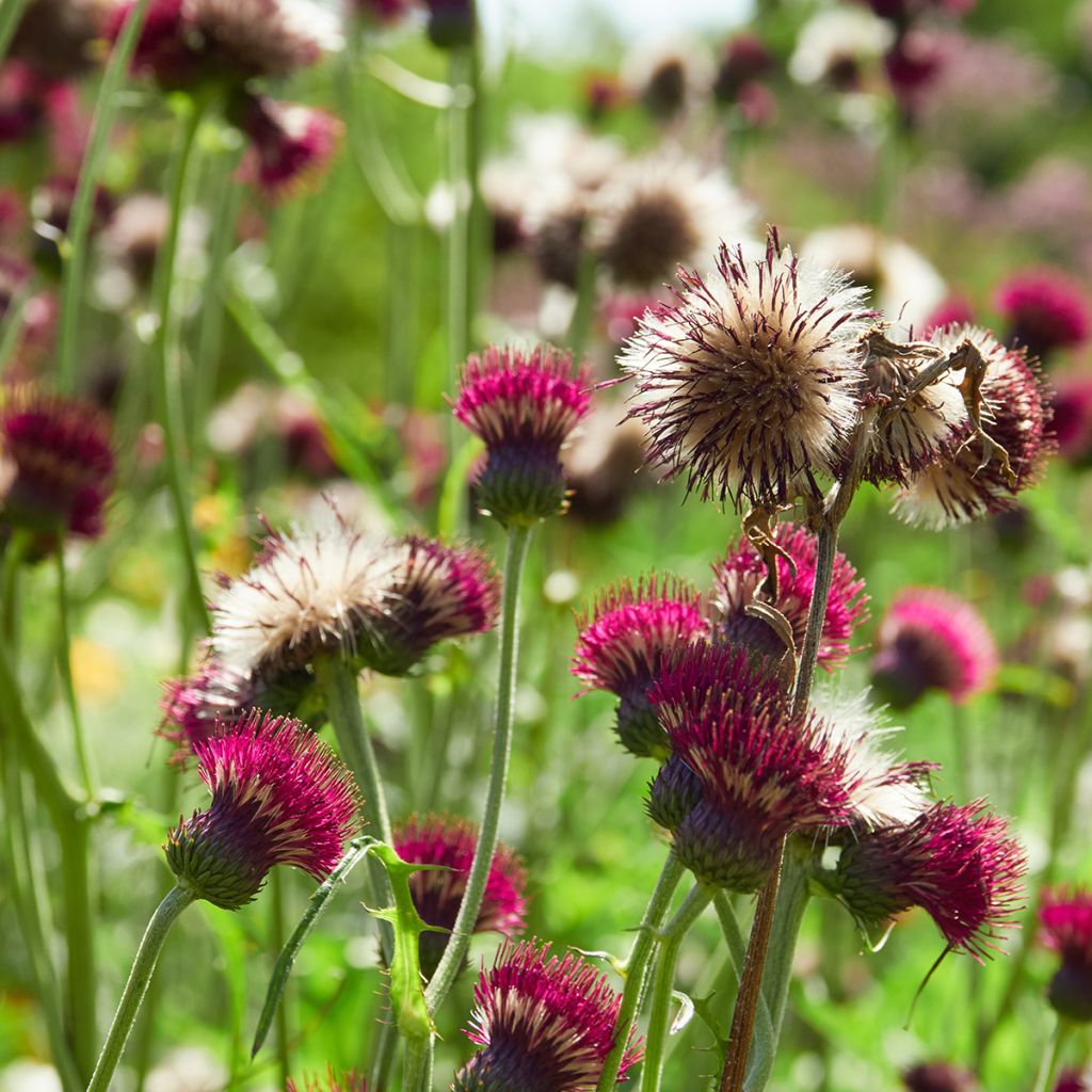 Cirsium rivulare Atropurpureum - Cardo