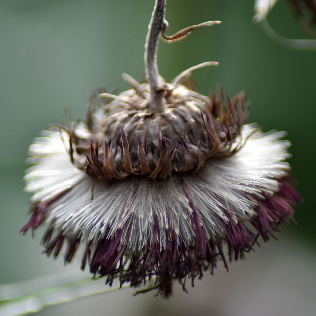 Cirsium rivulare Atropurpureum - Cardo