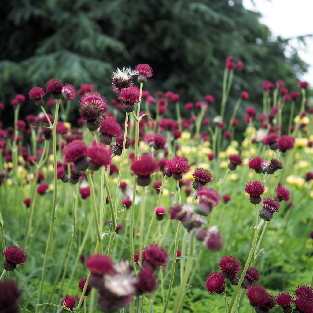 Cirsium rivulare Atropurpureum - Cardo