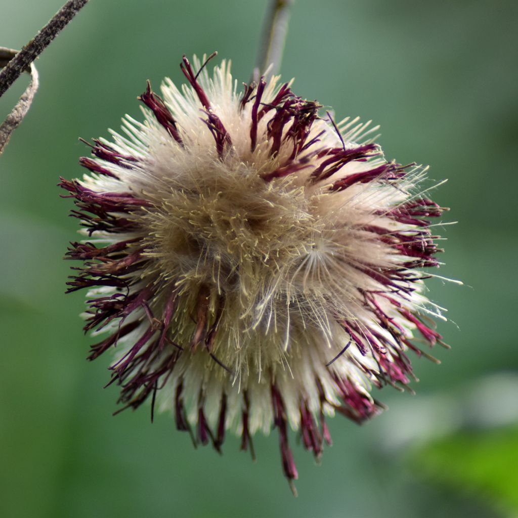 Cirsium rivulare Atropurpureum - Cardo