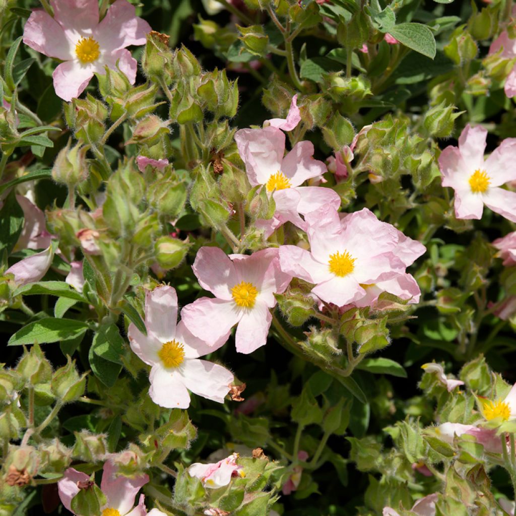 Jara - Cistus argenteus Silver Pink