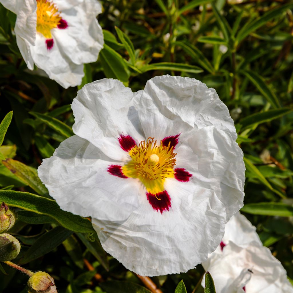 Jara - Cistus lusitanicus Decumbens