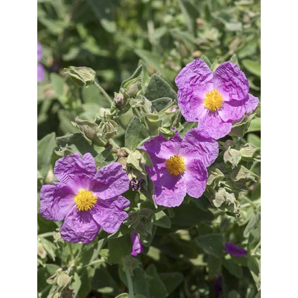 Jara blanca - Cistus albidus