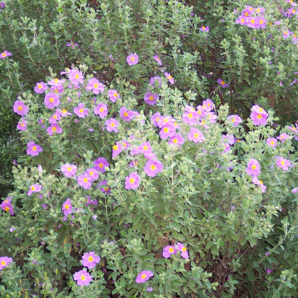 Cistus creticus - Ciste de Crète