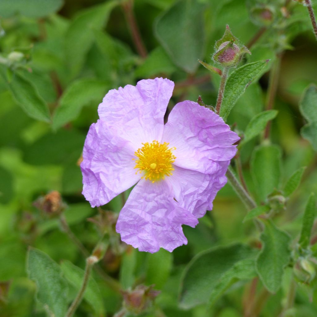 Jara - Cistus creticus