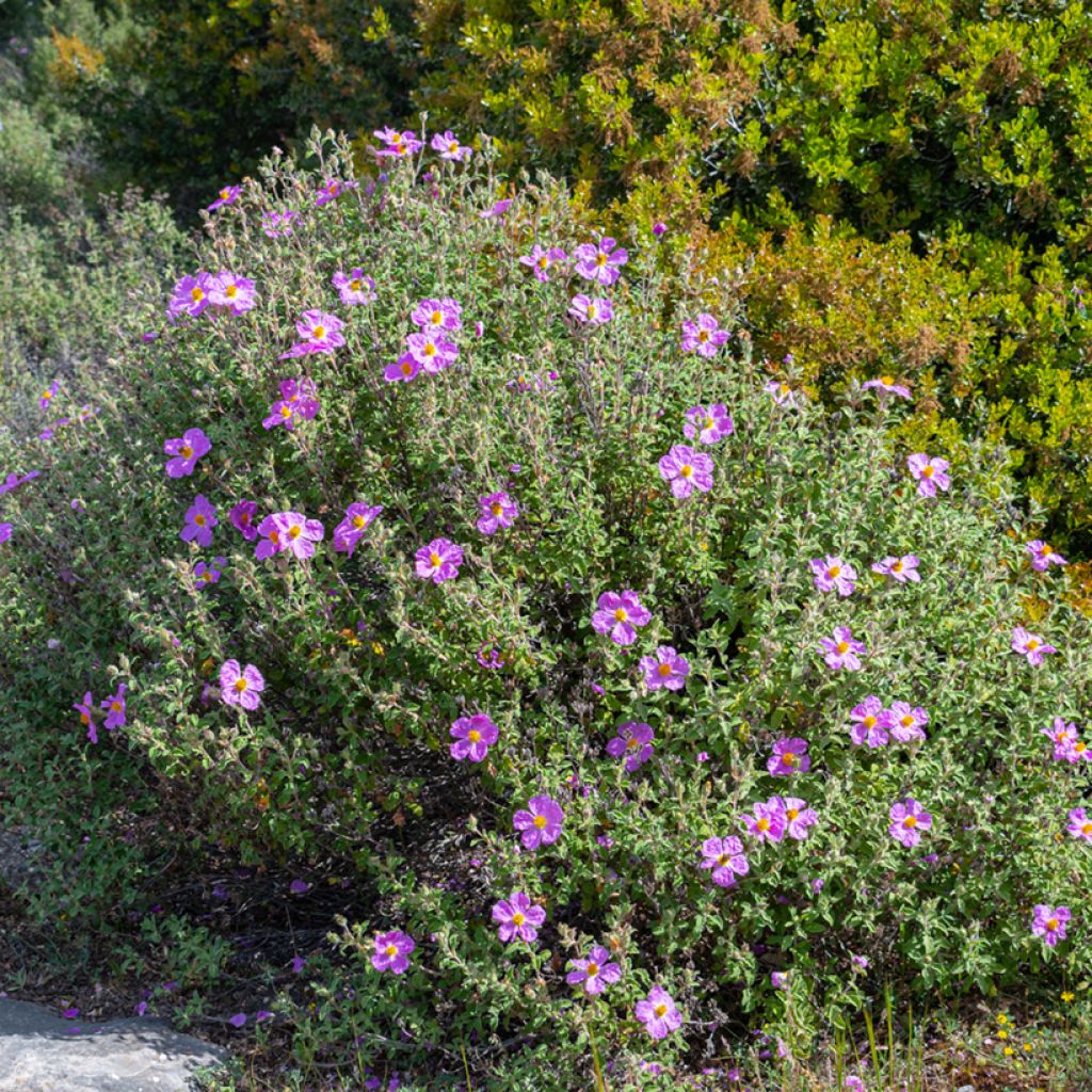 Jara - Cistus creticus