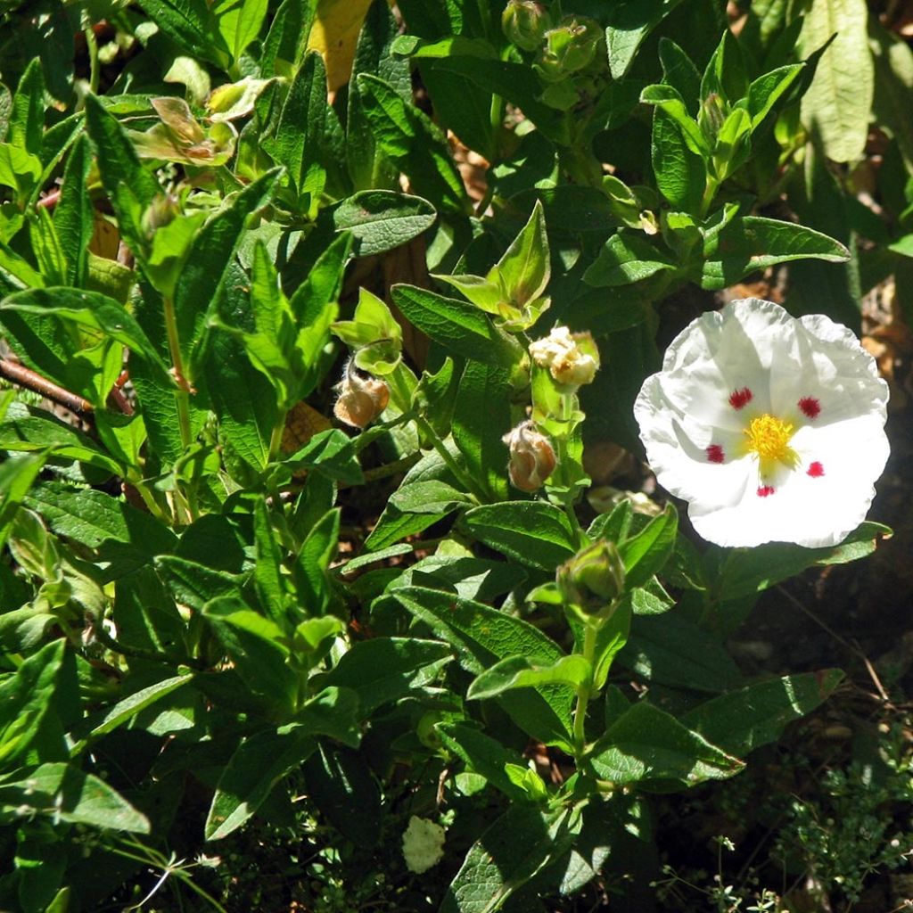 Jara - Cistus obtusifolius