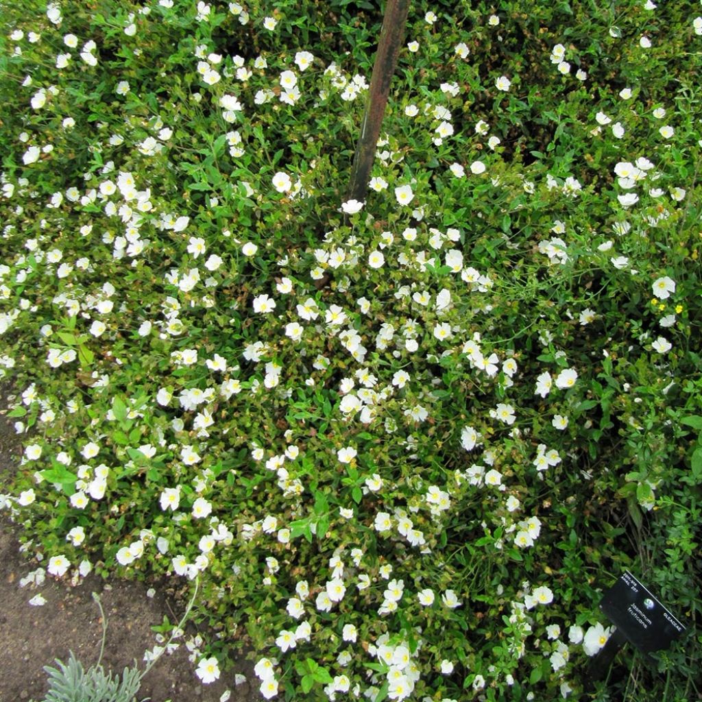 Jara - Cistus obtusifolius