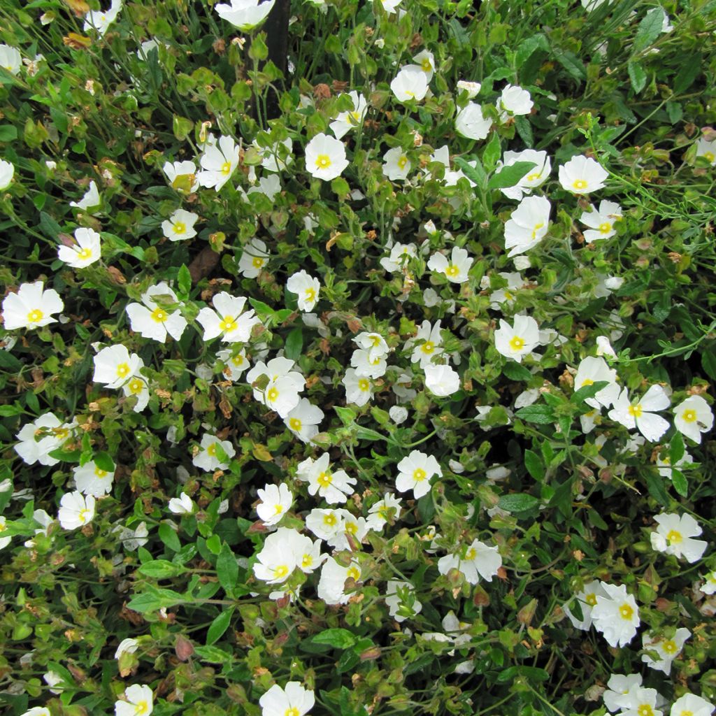 Jara - Cistus obtusifolius