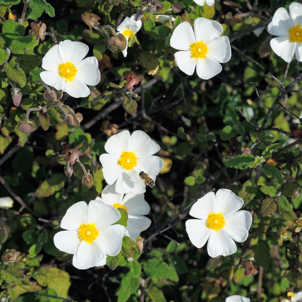 Jara - Cistus obtusifolius