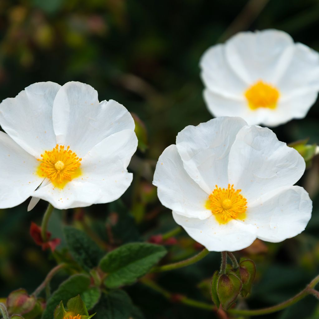 Jara - Cistus obtusifolius