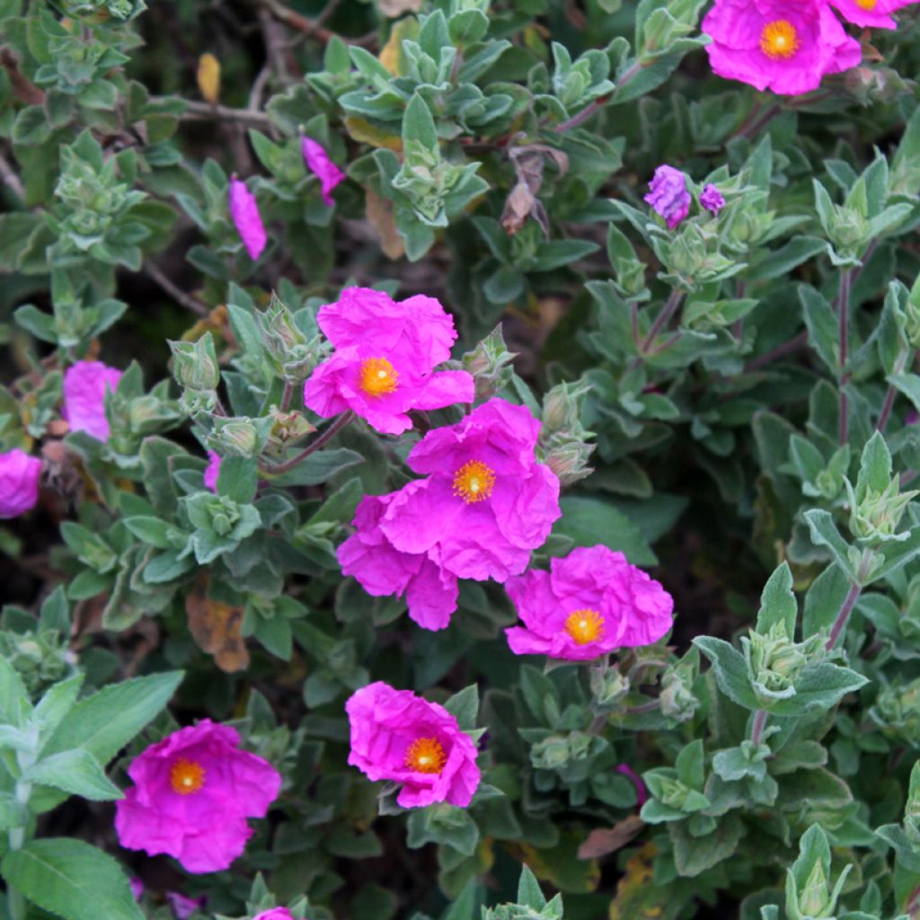 Jara - Cistus pulverulentus