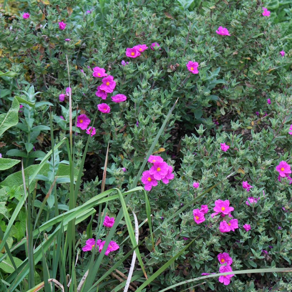 Jara - Cistus pulverulentus