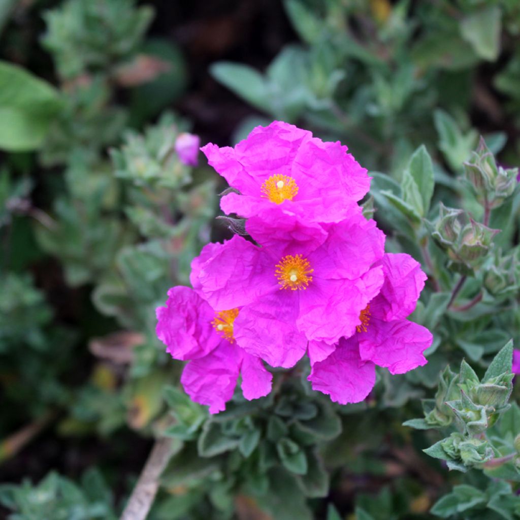 Jara - Cistus pulverulentus