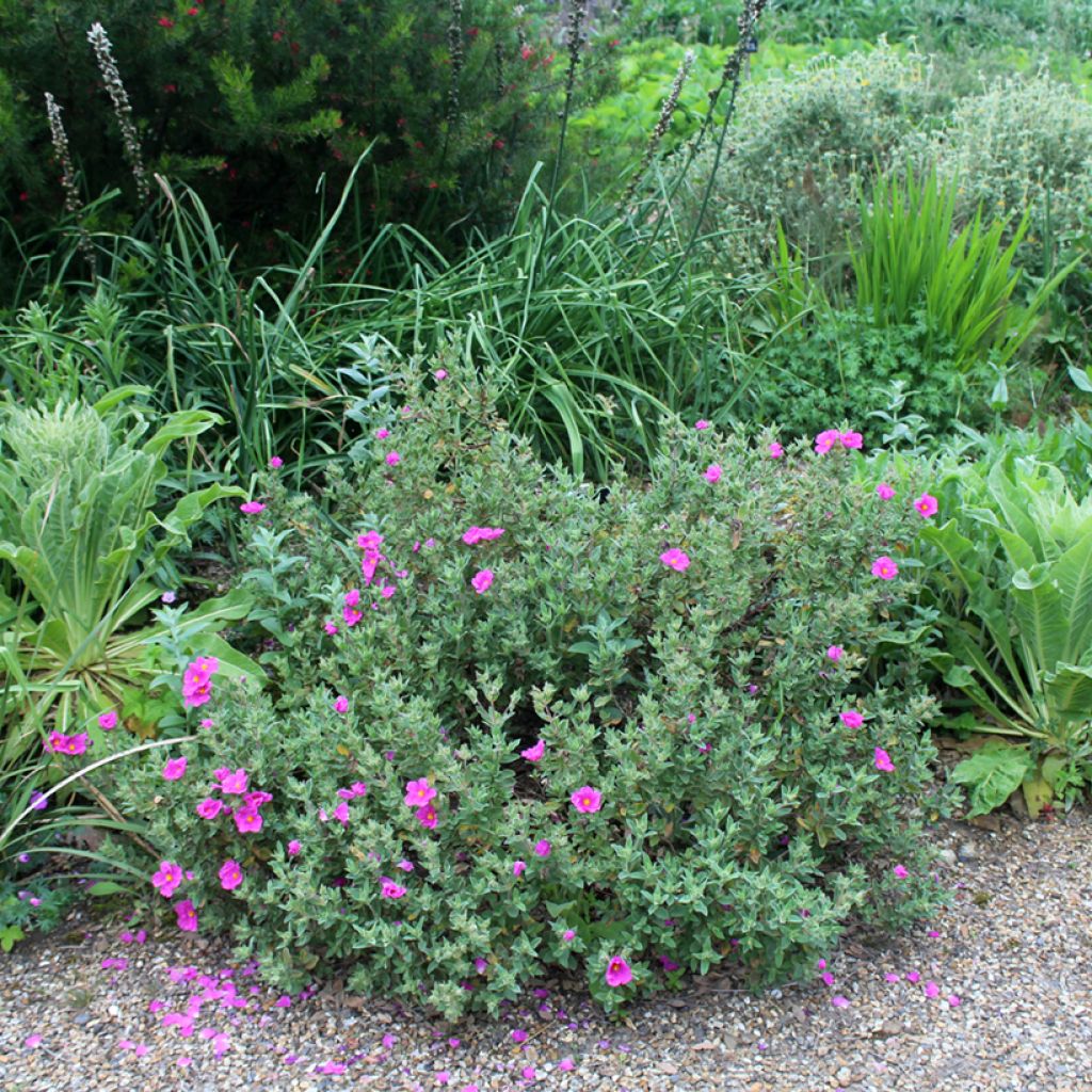 Jara - Cistus pulverulentus