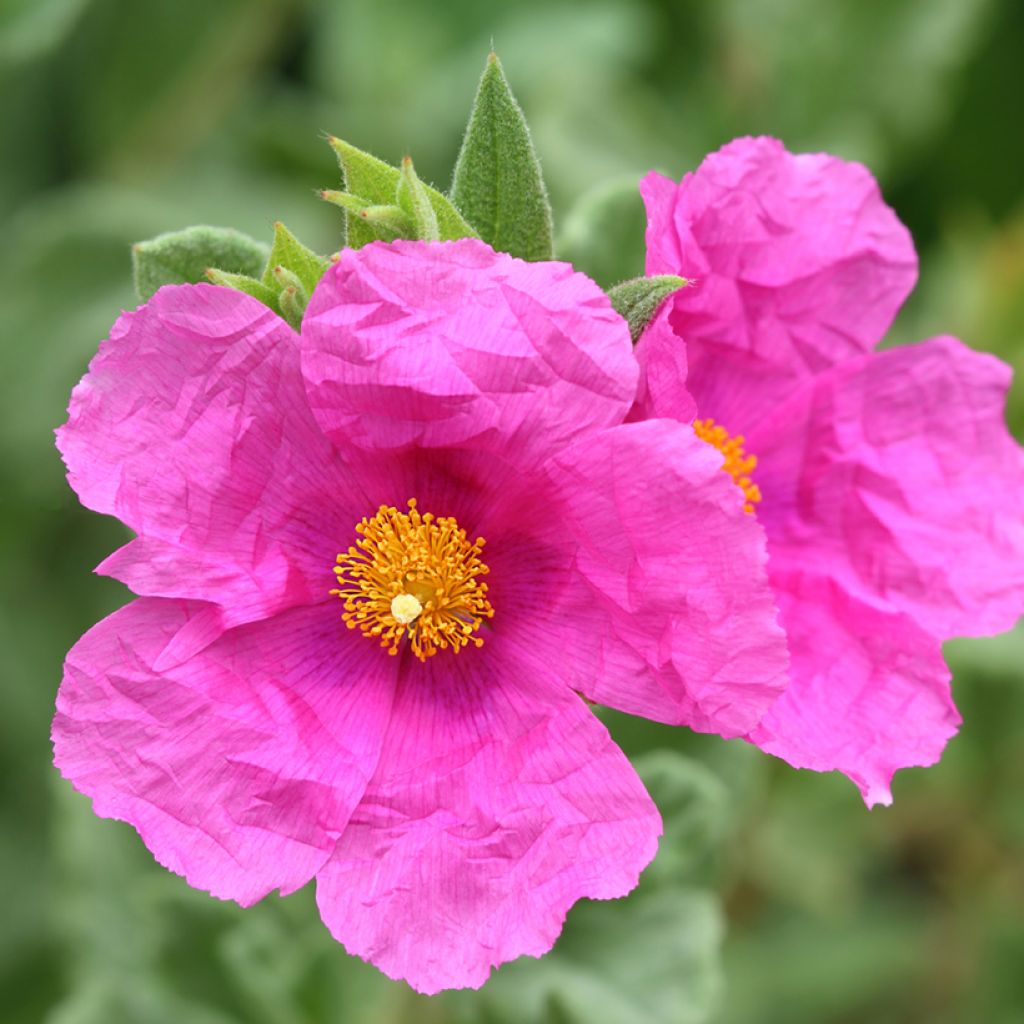 Jara - Cistus pulverulentus Sunset