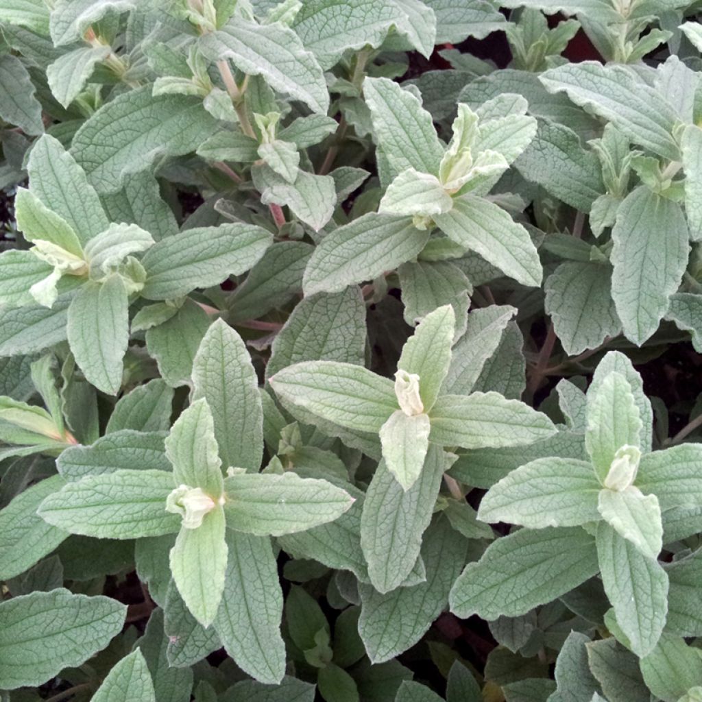 Jara - Cistus pulverulentus Sunset