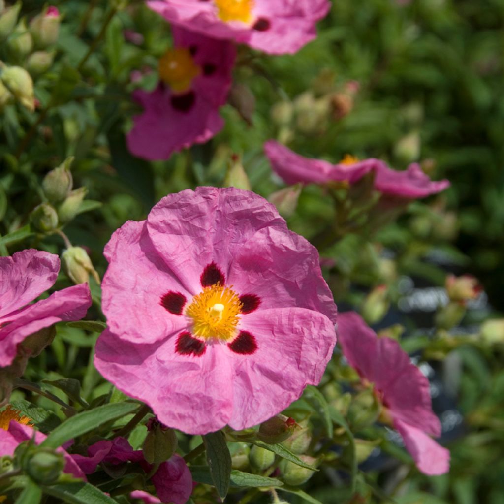 Jara purpúrea - Cistus purpureus