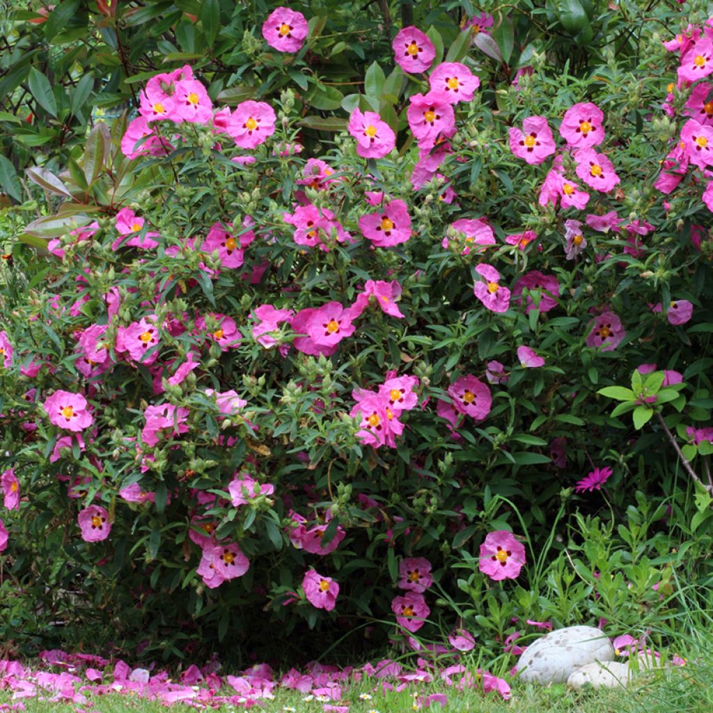 Jara purpúrea - Cistus purpureus