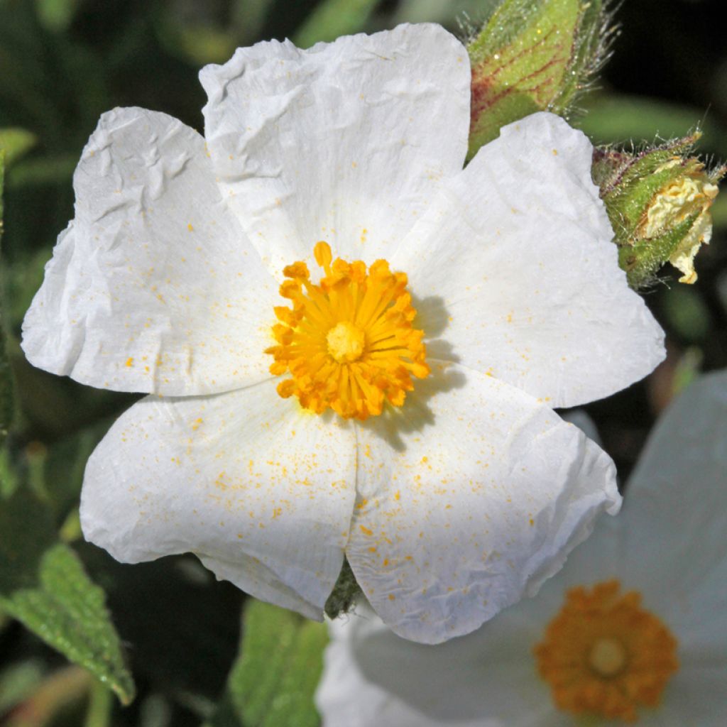 Jaguarzo morisco - Cistus salviifolius