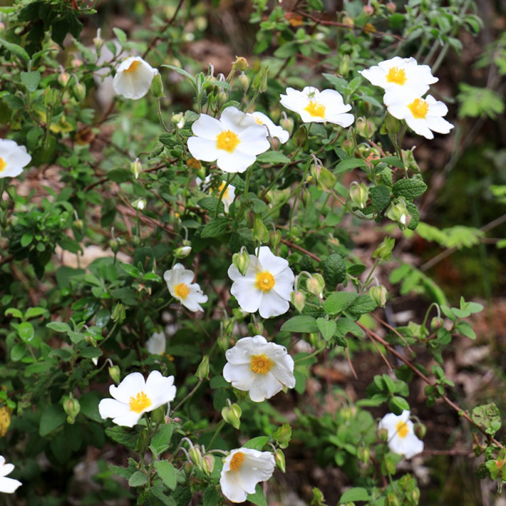 Jaguarzo morisco - Cistus salviifolius