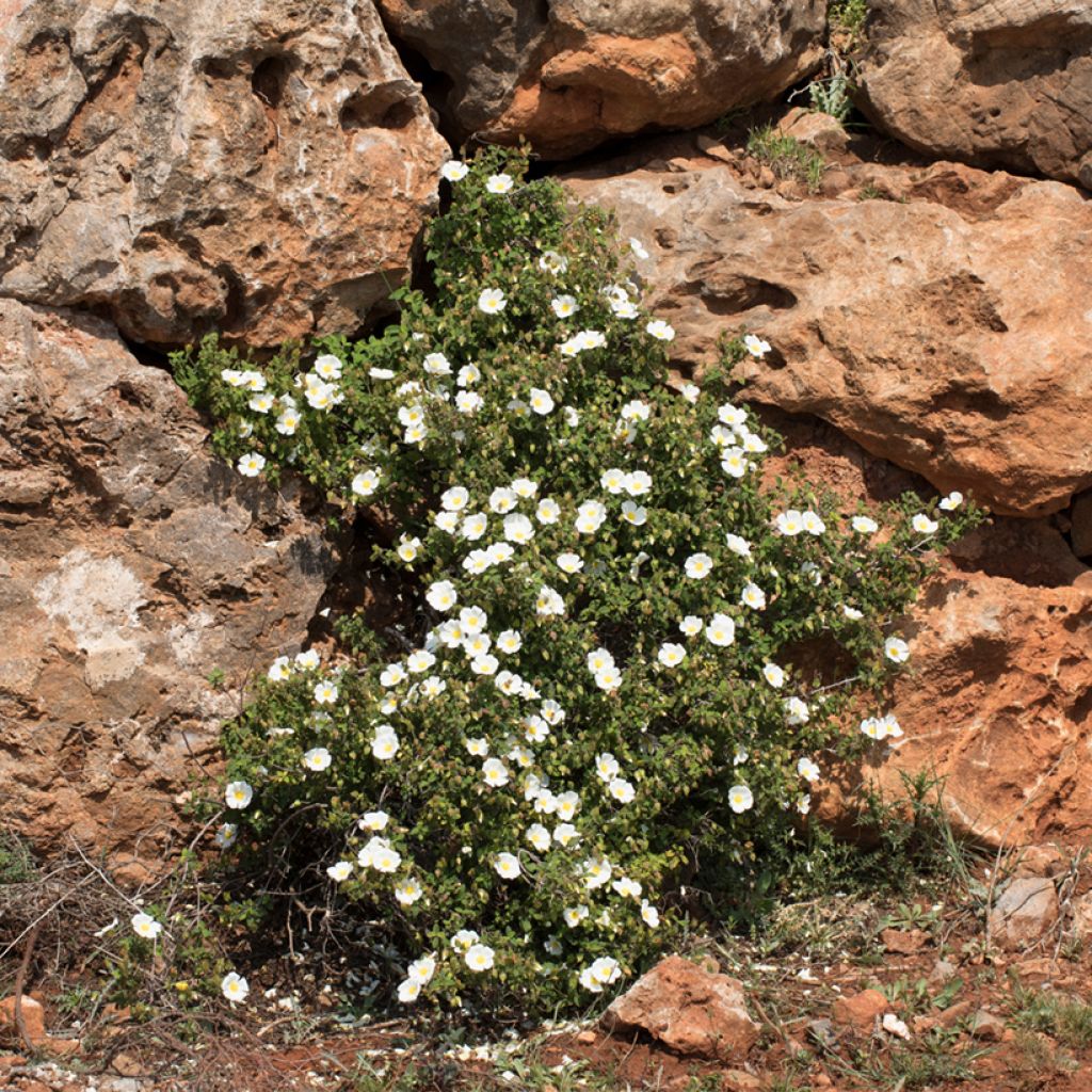 Jaguarzo morisco - Cistus salviifolius