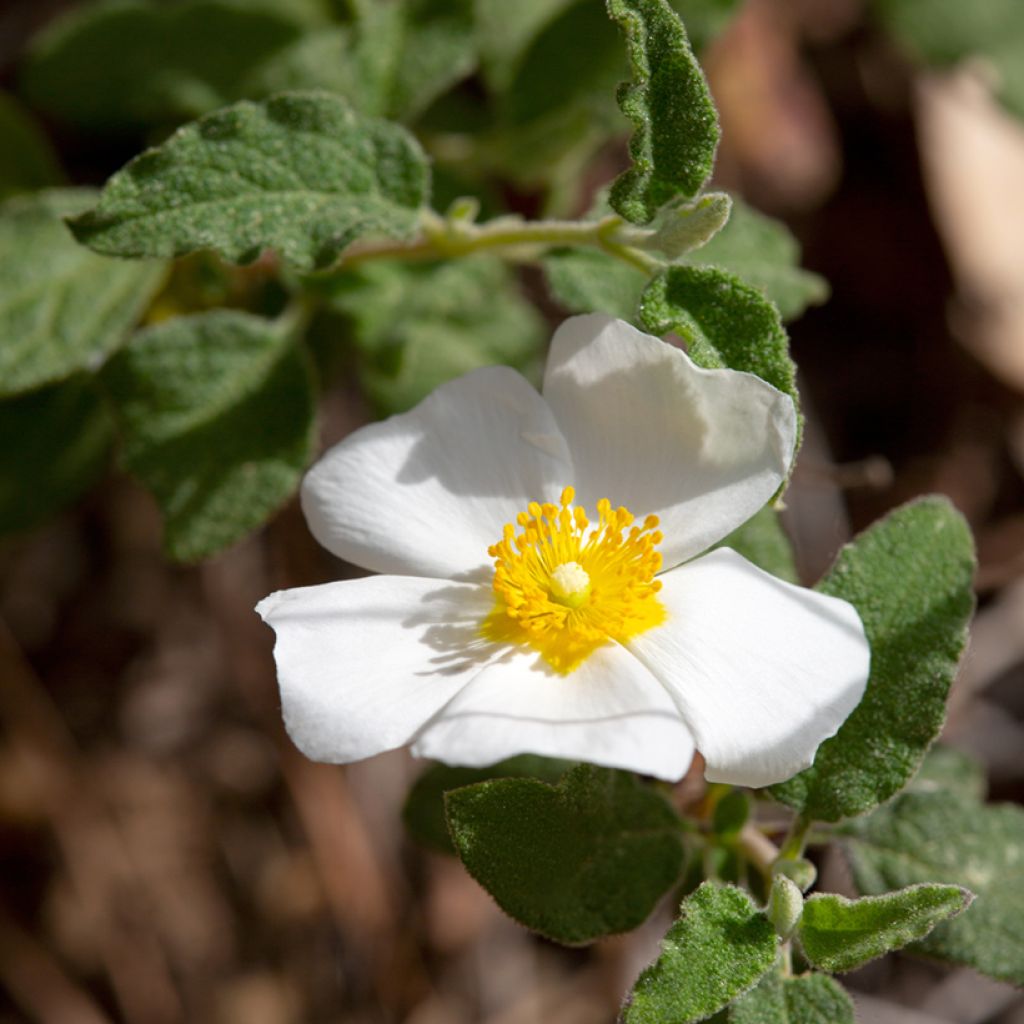 Jaguarzo morisco - Cistus salviifolius