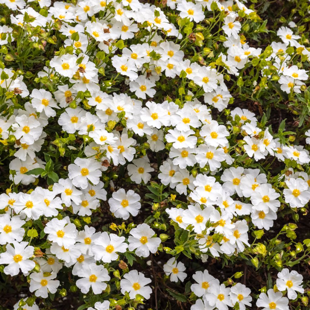 Jaguarzo morisco - Cistus salviifolius