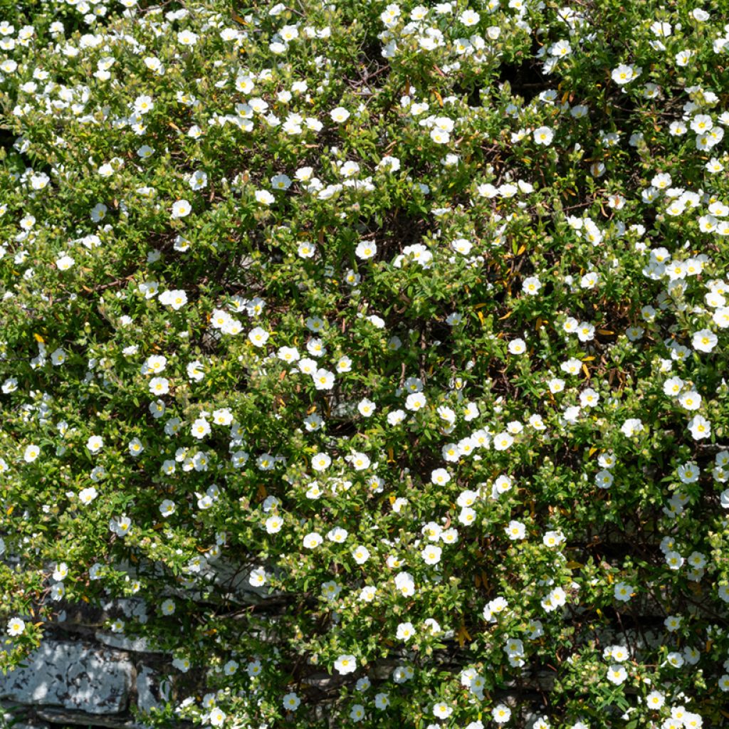 Jaguarzo morisco - Cistus salviifolius